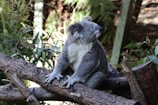 A koala is sitting on a tree branch surrounded by dense greenery. The koala is looking slightly upward and to the right. Its fur is a mix of gray and white, and its paws are gripping the textured bark of the branch.