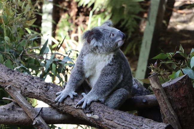 A koala is sitting on a tree branch surrounded by dense greenery. The koala is looking slightly upward and to the right. Its fur is a mix of gray and white, and its paws are gripping the textured bark of the branch.