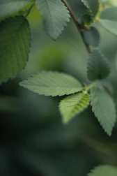 Abstract texture of green leaves softly blurred, evoking calm and nature.
