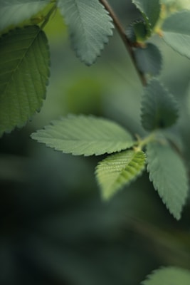 Detailed focus on green leaves with serrated edges, softly blurred background creating a calming, natural atmosphere.