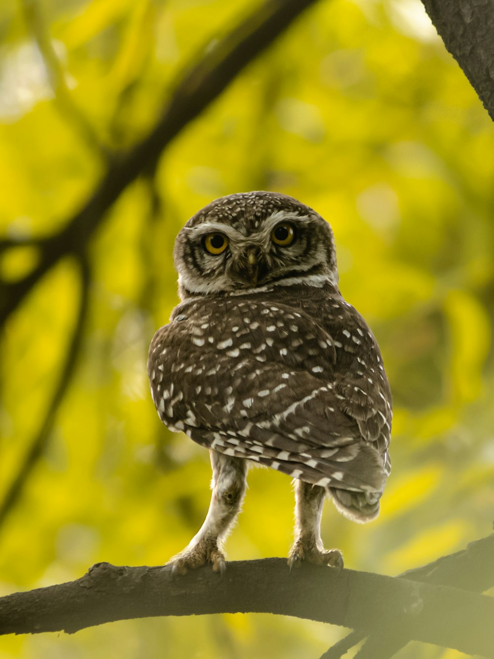 a small owl perched on a tree branch