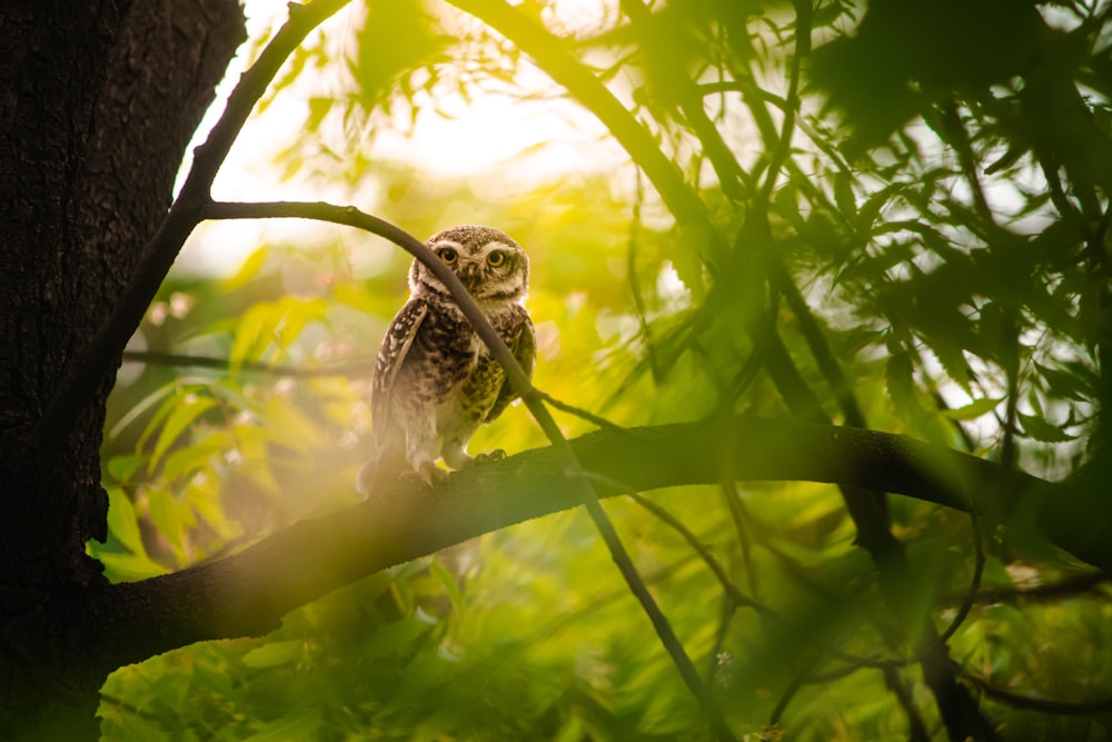 a small owl sitting on a branch of a tree