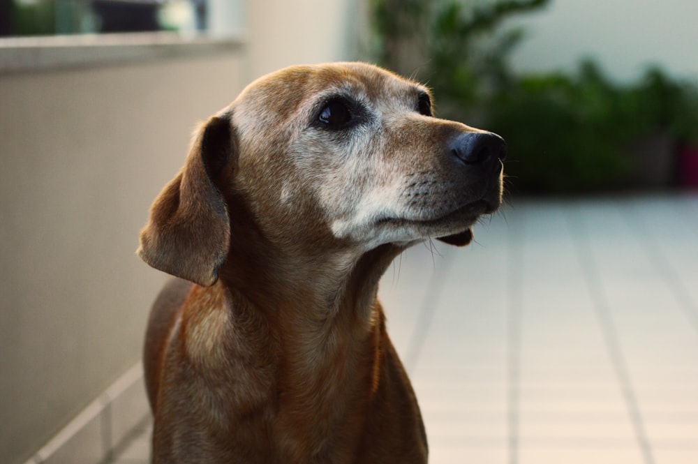 a close up of a dog on a tiled floor