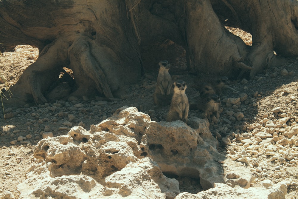a group of meerkats sitting on a rock in front of a tree