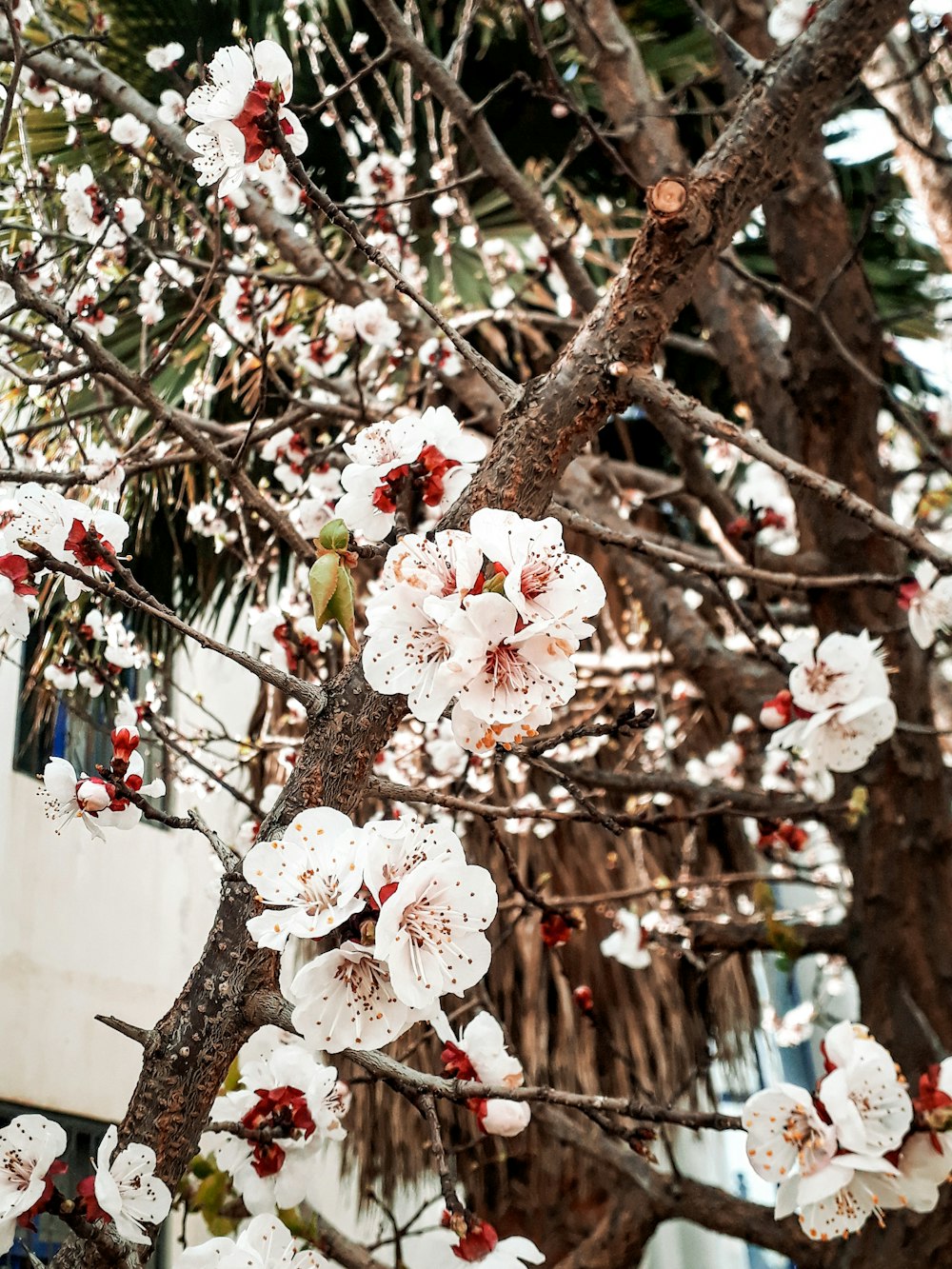 a close up of a tree with white flowers