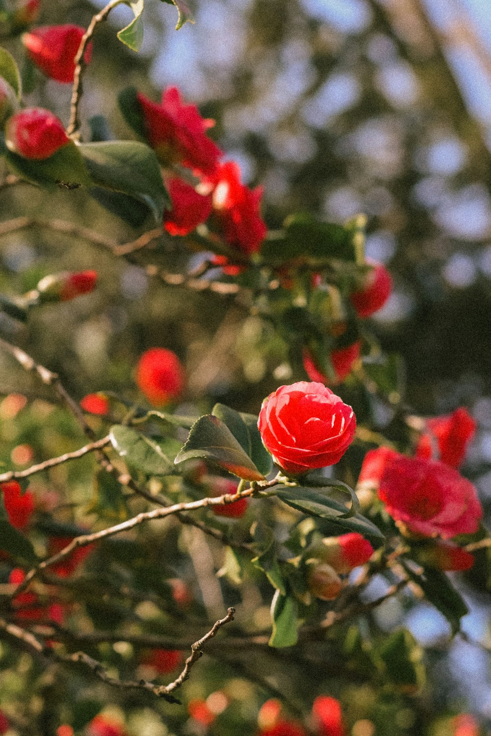 a bush with red flowers and green leaves