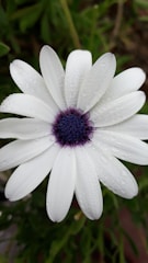A close-up of a flower with dew drops.