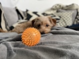 A happy dog playing with a pastel green ball in a cozy living room