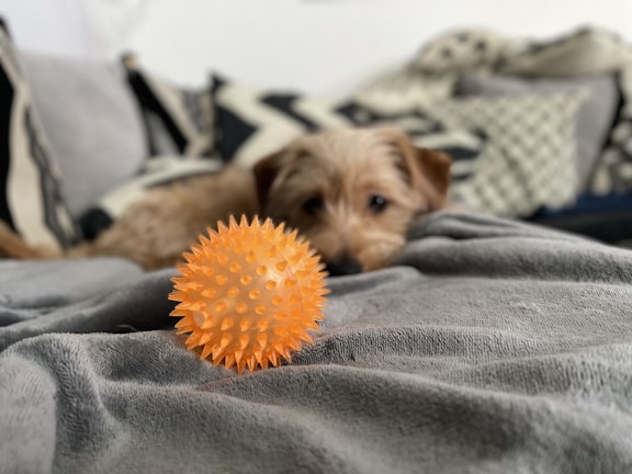 A happy dog playing with a pastel green ball in a cozy living room