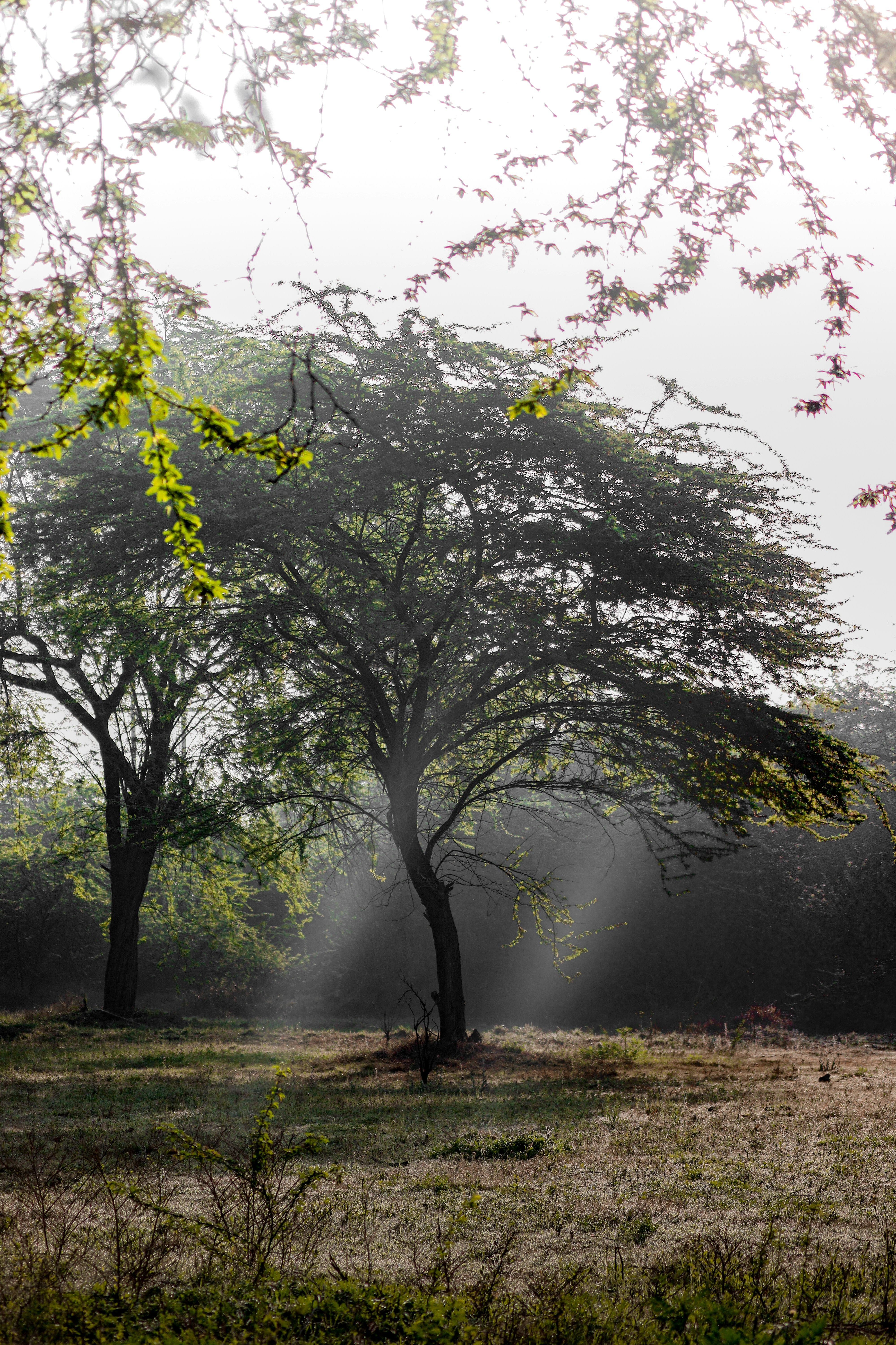 Photo by theshantanukr