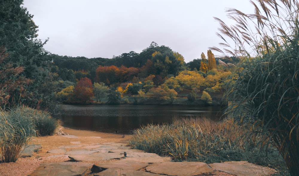 a lake surrounded by a forest filled with lots of trees