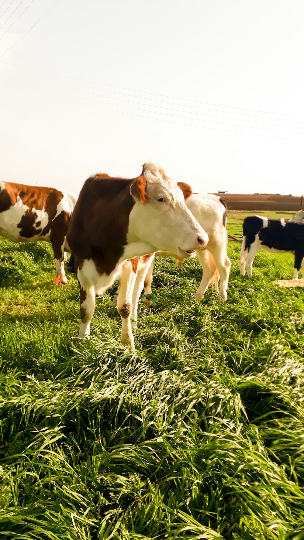 a herd of cows standing on top of a lush green field