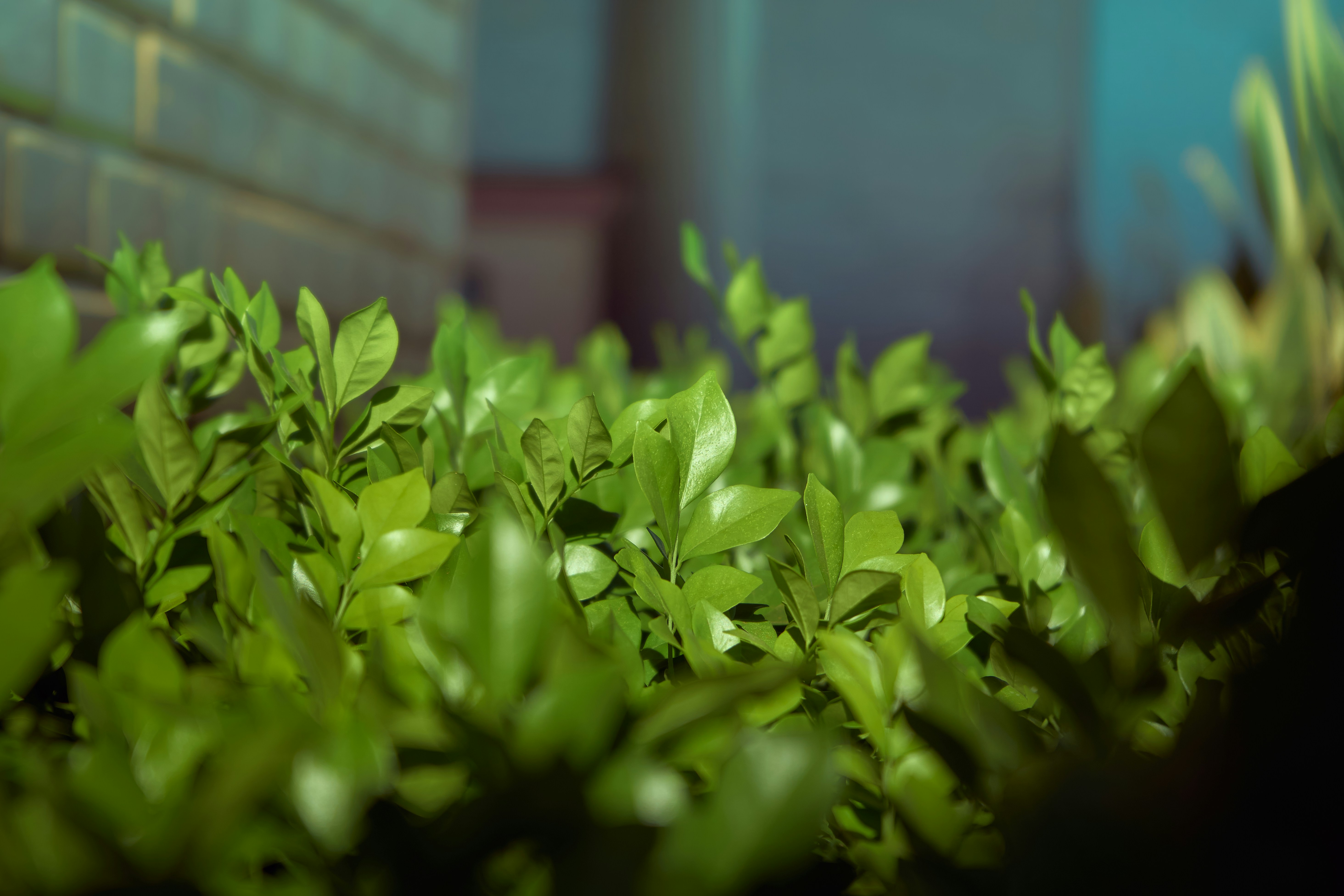 Photo by nguyen_phong