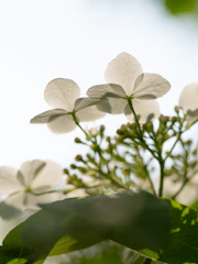 A close-up shot of delicate flowers with soft natural light emphasizing details.