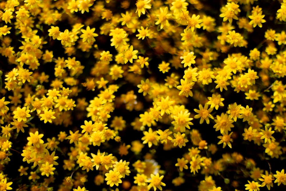 a bunch of small yellow flowers in a field