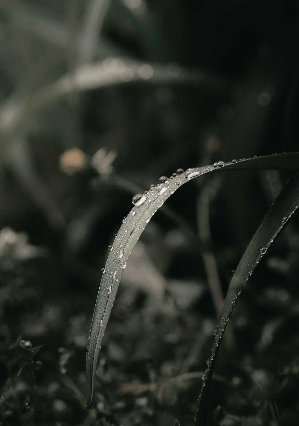 a close up of a plant with water droplets on it