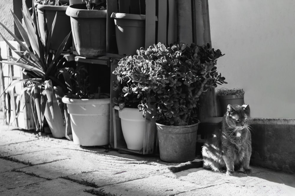 a black and white photo of a cat next to potted plants