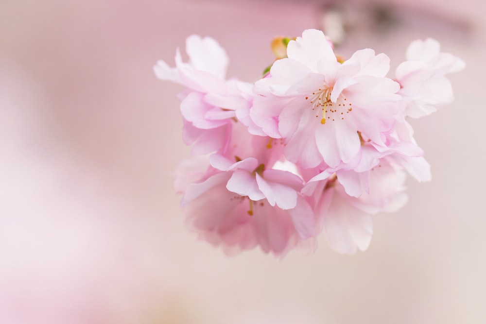 a bunch of pink flowers that are on a branch