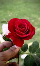 Hands gently holding a blooming red rose against a serene natural background.