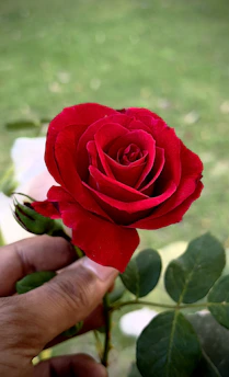 Hands gently holding a blooming red rose against a serene natural background.