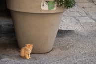 A small orange kitten is sitting on the ground next to a large beige planter with flowers. The planter has a sign with the text 'Adotta un Vaso'. The ground is made of paved stones with some patches of dirt.