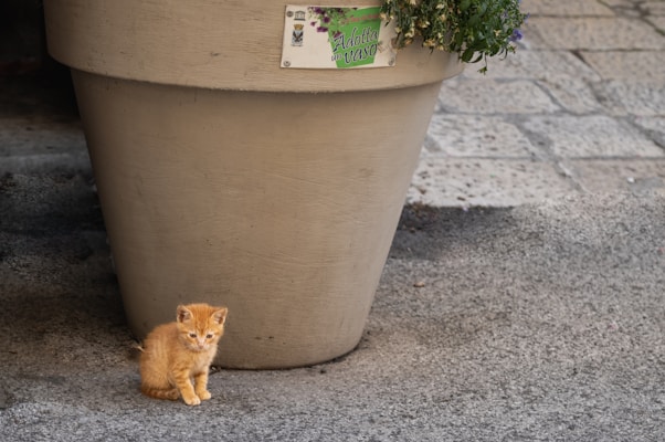 A small orange kitten is sitting on the ground next to a large beige planter with flowers. The planter has a sign with the text 'Adotta un Vaso'. The ground is made of paved stones with some patches of dirt.