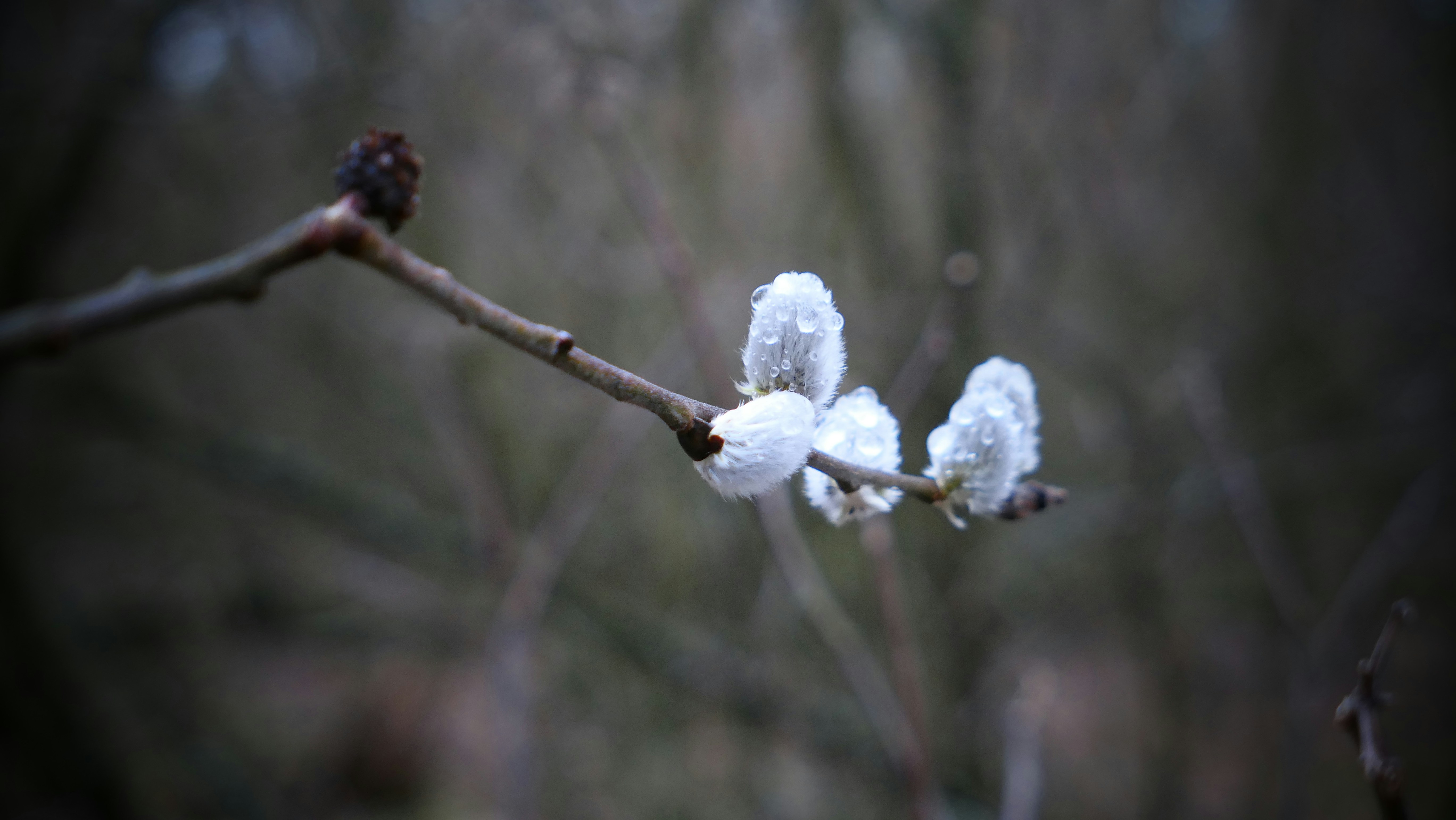 a close up of a branch with white flowers