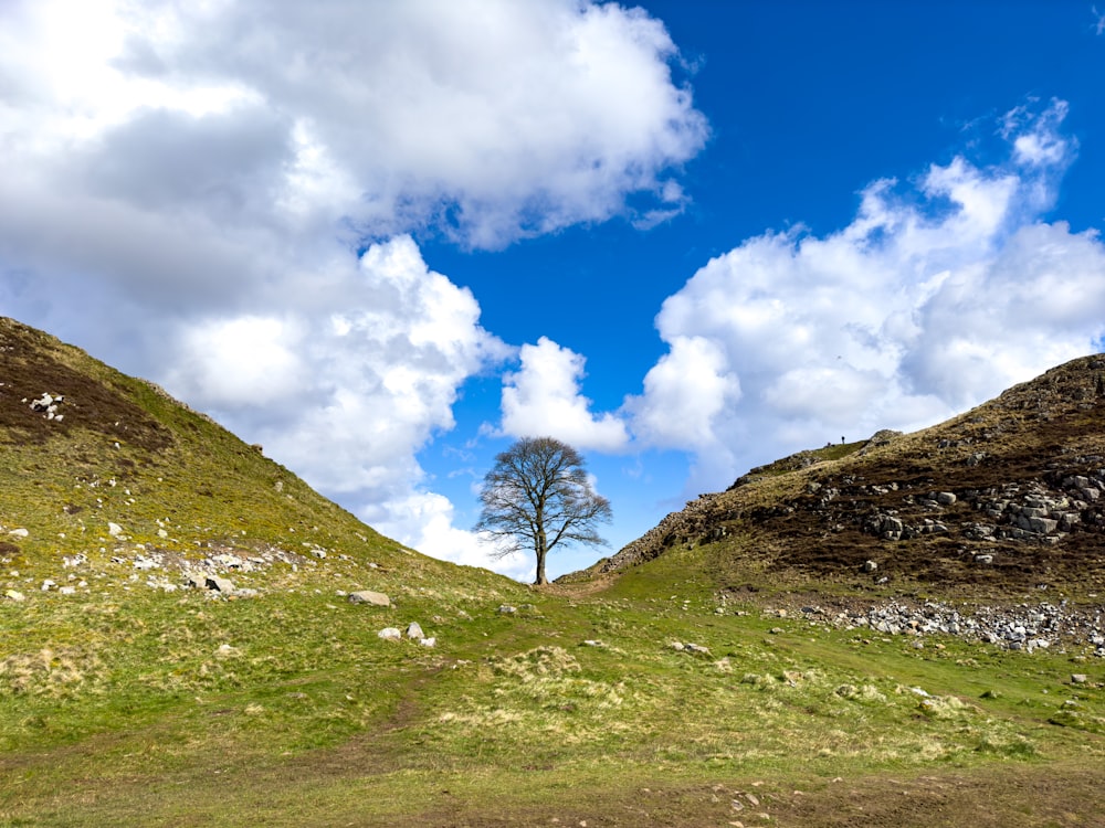 Un albero solitario in mezzo a un campo erboso