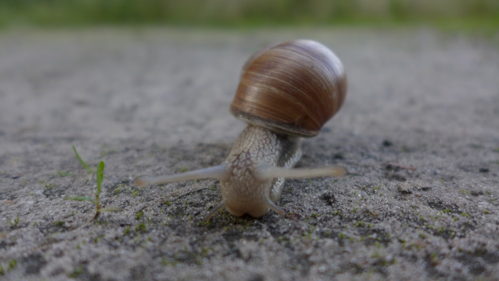 a small snail crawling on the ground