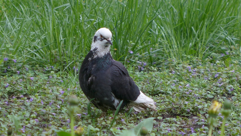 a black and white bird sitting in the grass