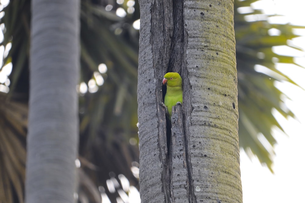a yellow and green bird perched on a palm tree
