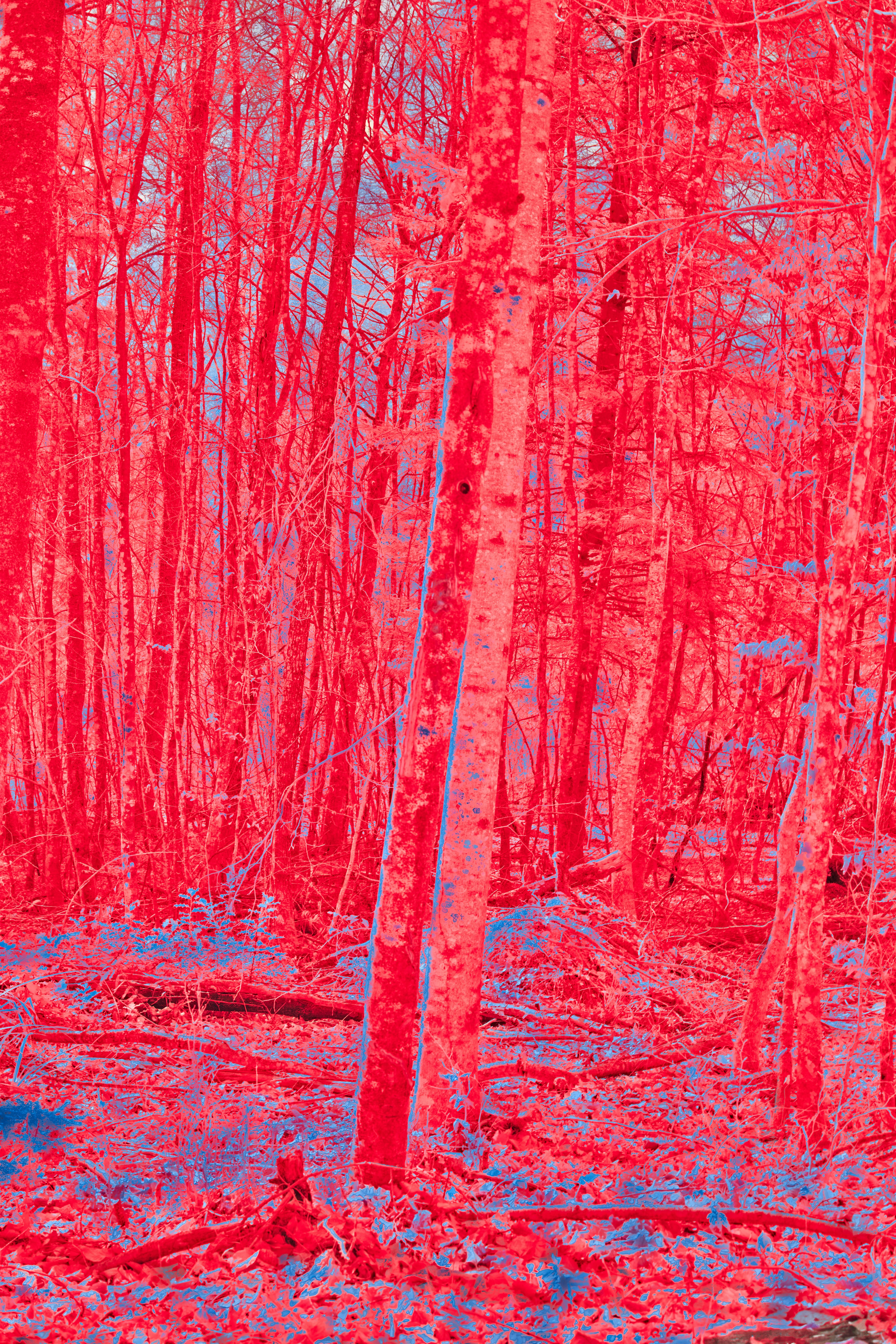 Photo by wolfgang_hasselmann