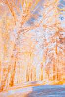 Side-by-side thumbnail of a peaceful forest scene, line art on the left and a warm, colored version on the right.