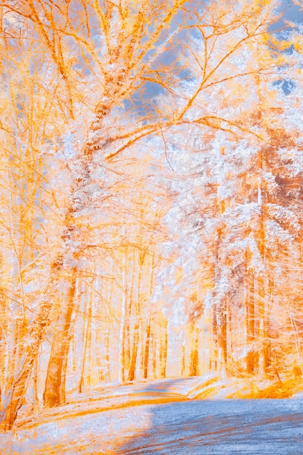 Peaceful forest scene line art ready for coloring with birds and trees