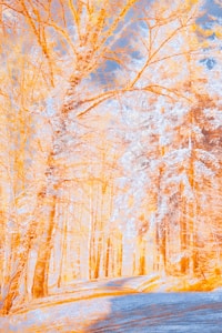 Enchanted Forest Print