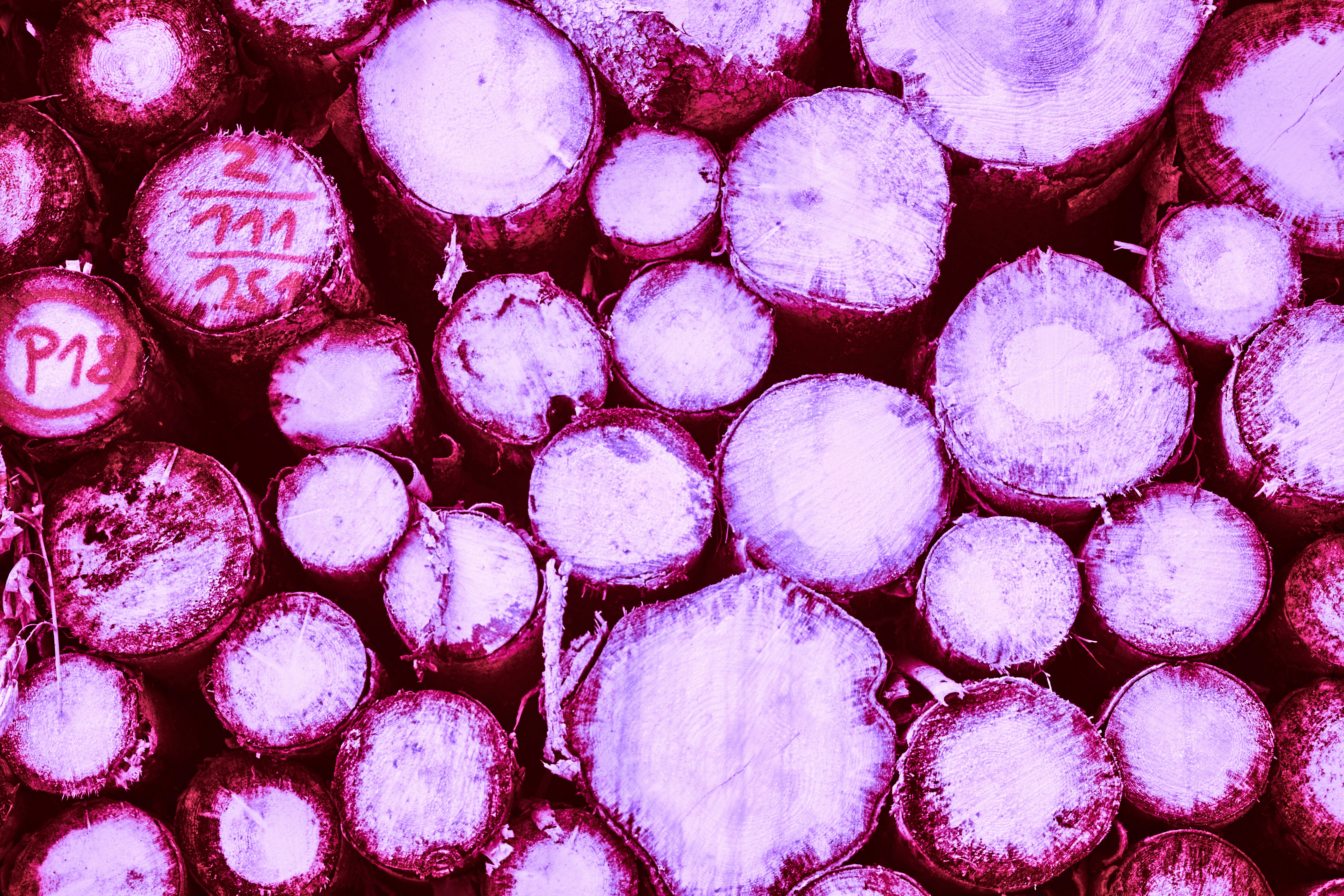 Photo by wolfgang_hasselmann