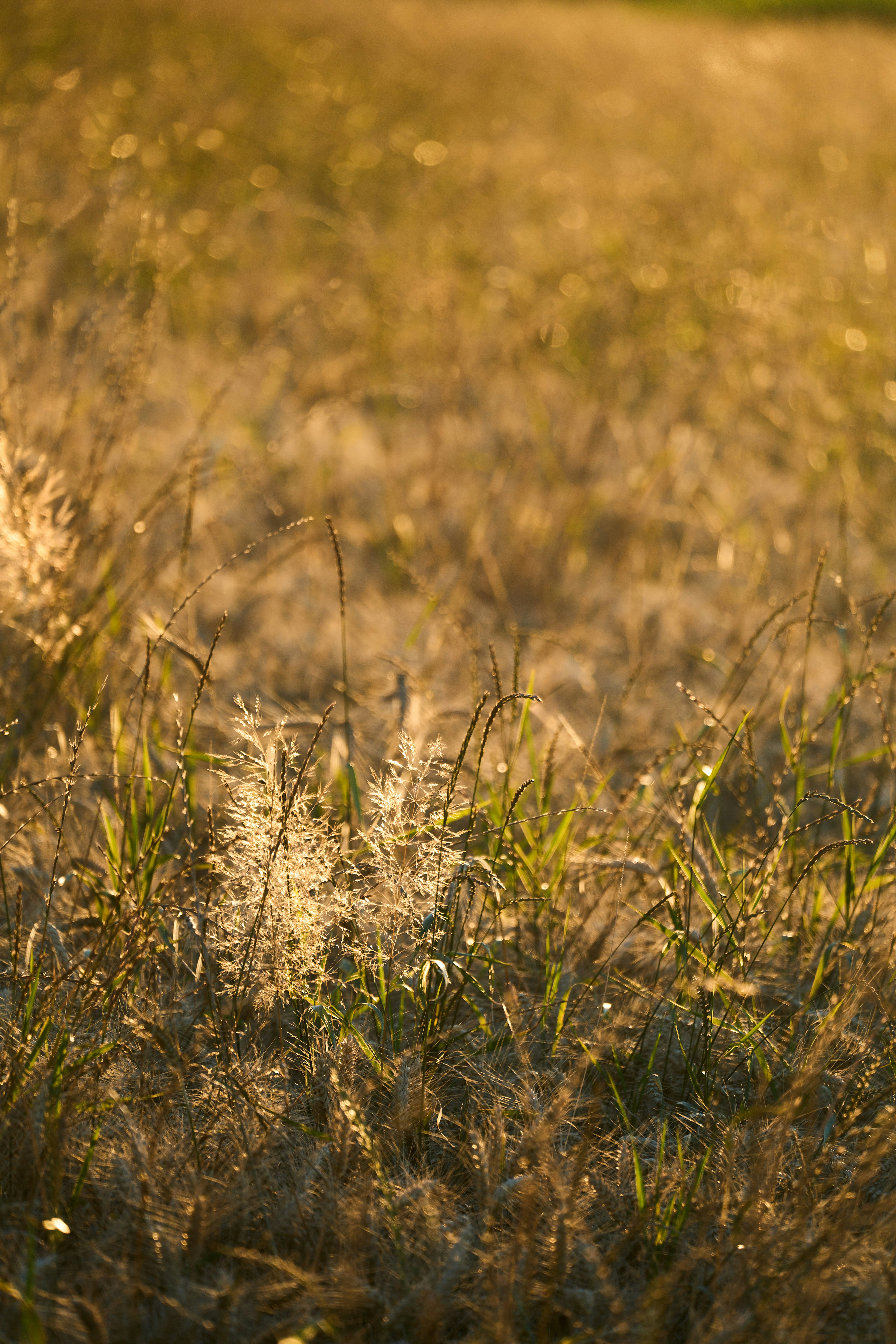 Photo by wolfgang_hasselmann