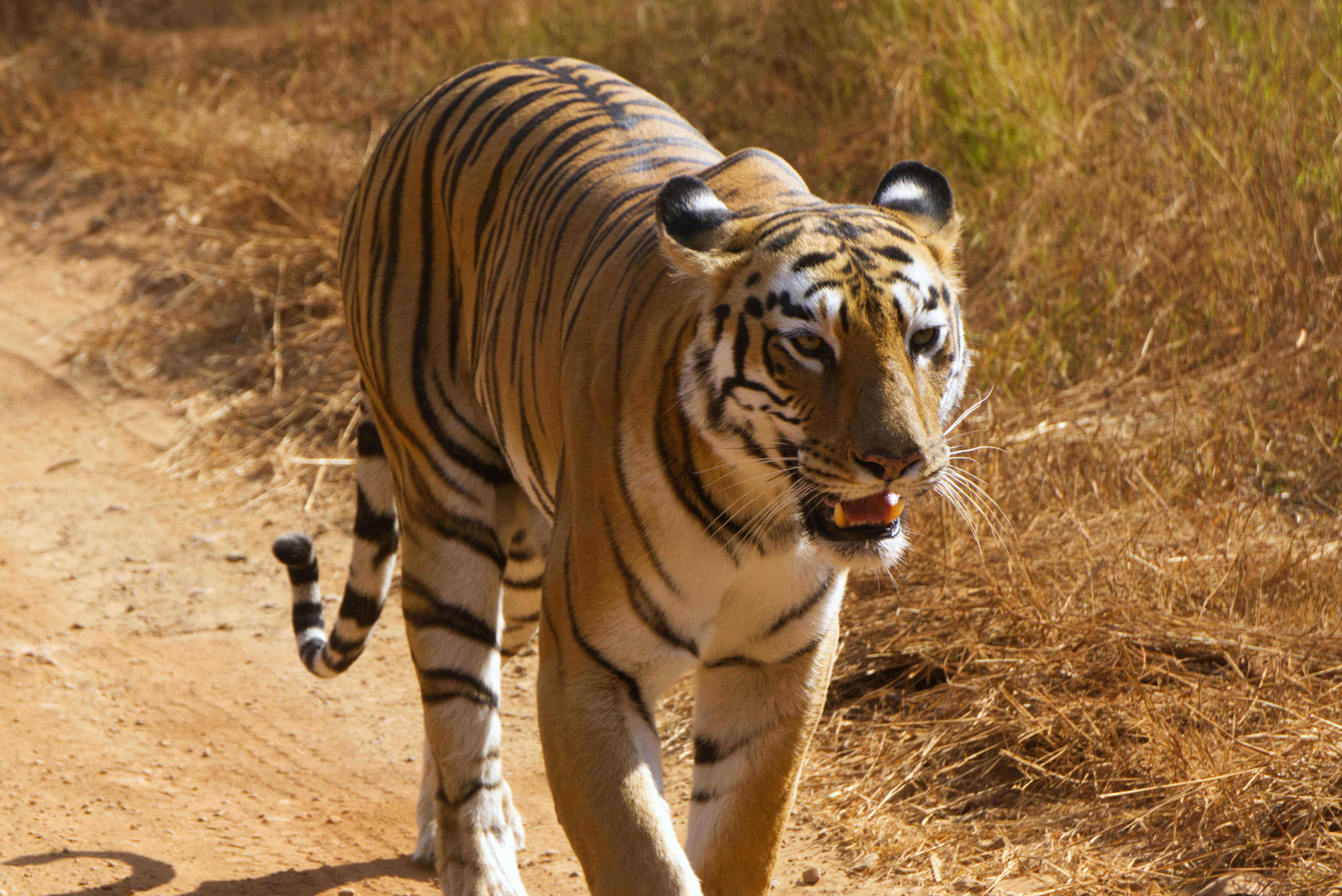 Photo by aryatulsyan