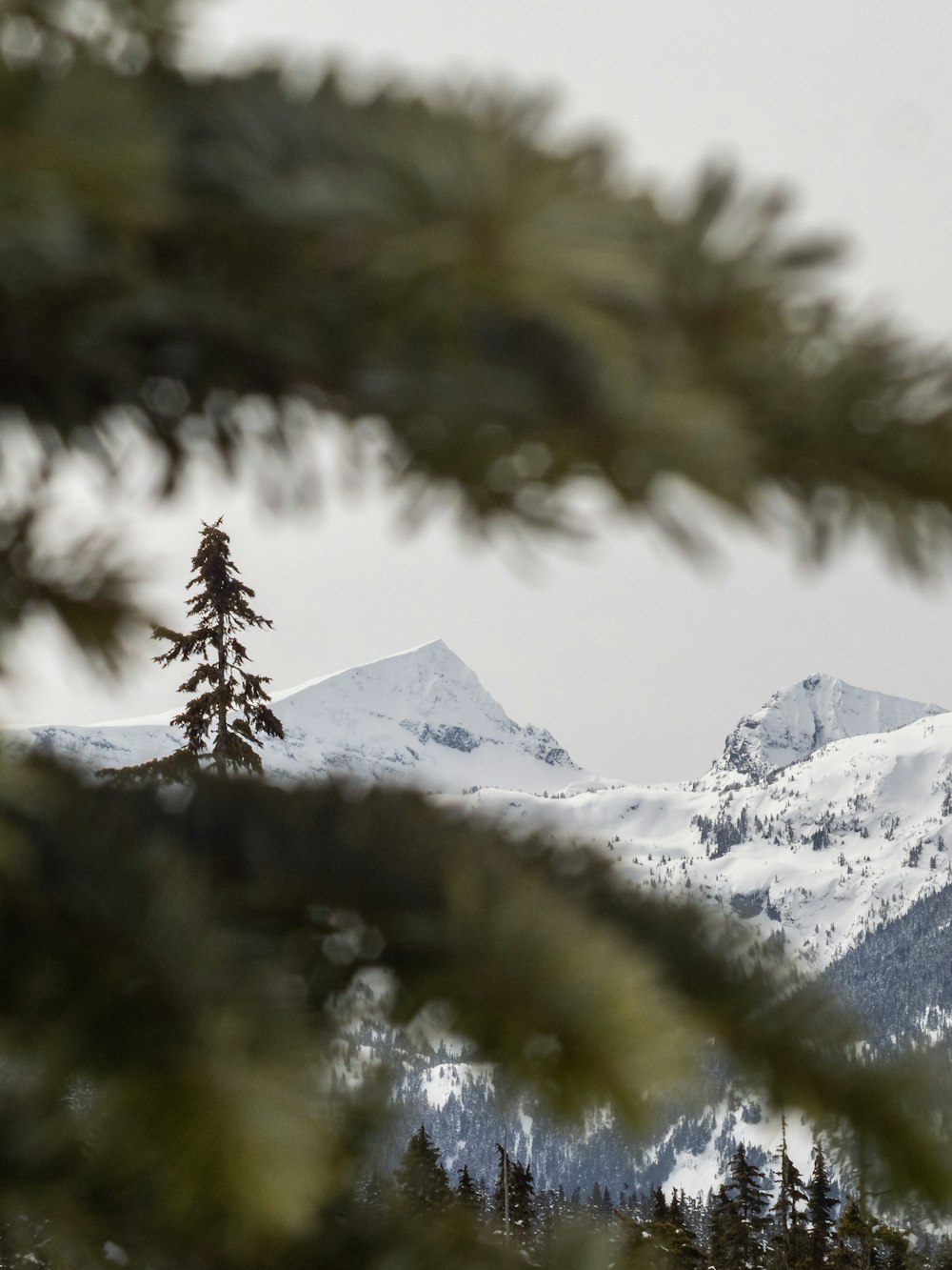 a view of a snowy mountain range through the branches of a pine tree