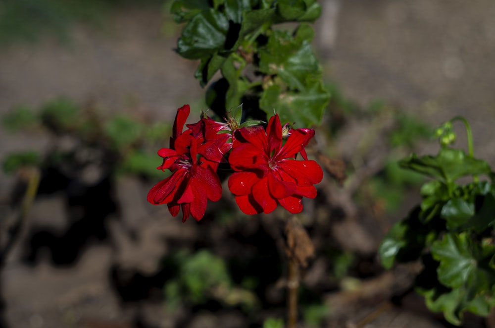 a close up of a red flower on a plant