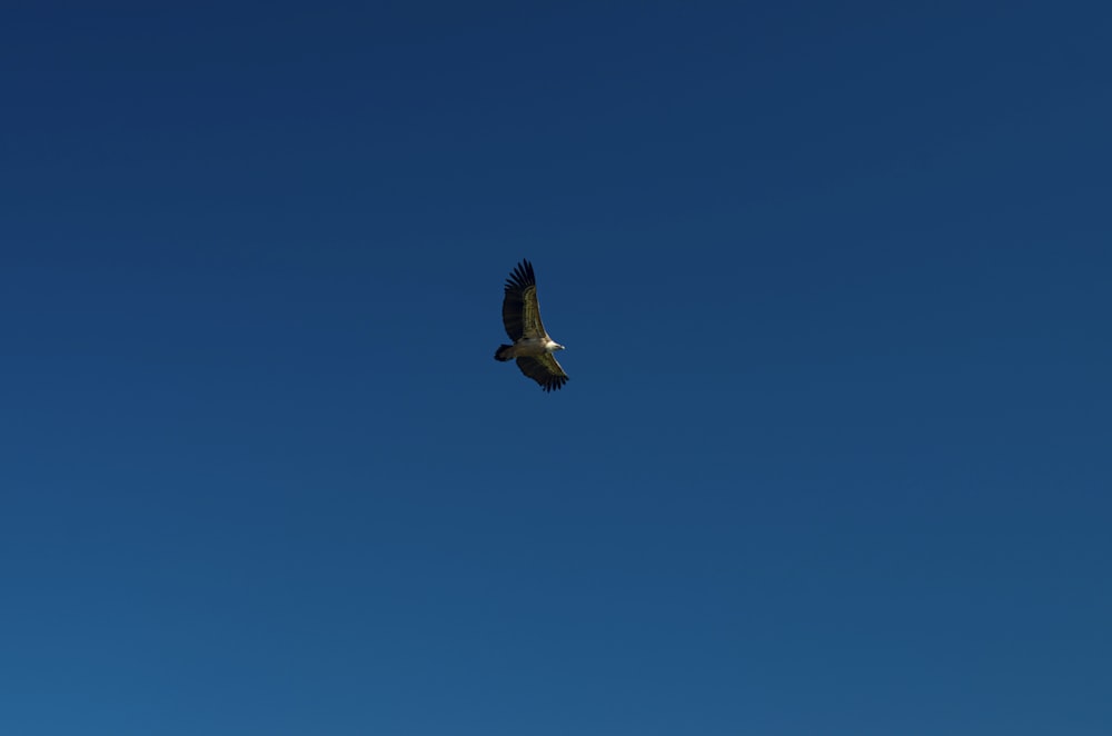 a large bird flying through a blue sky