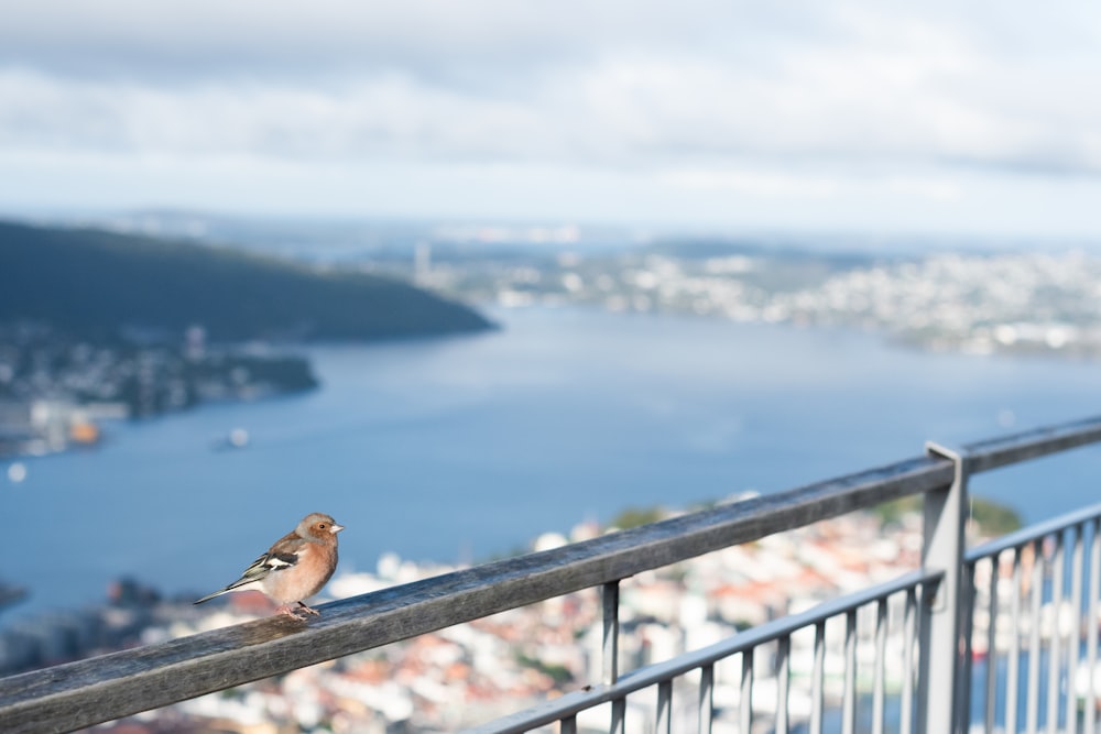 a small bird perched on a railing overlooking a city