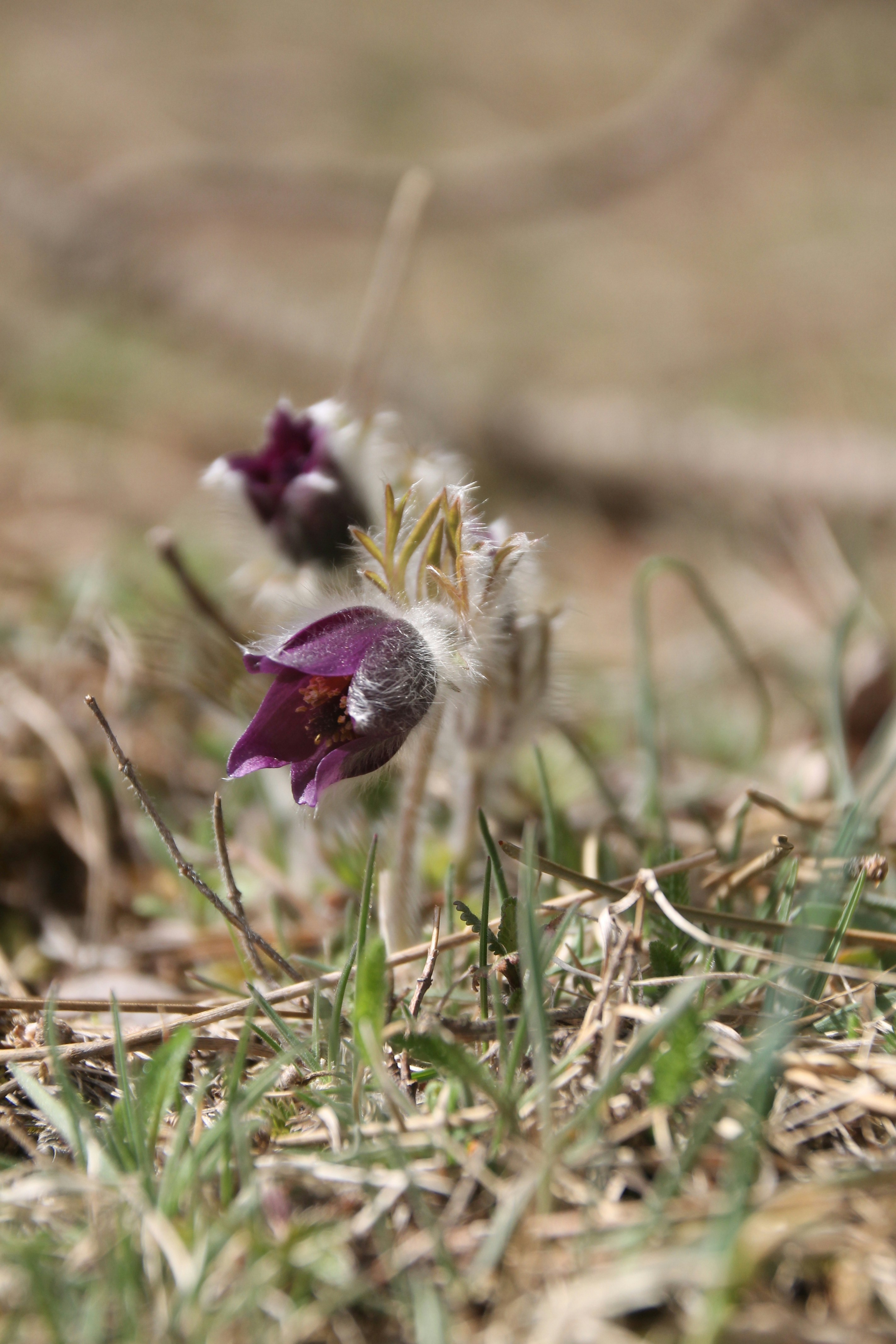 Photo by sinzianamihalache