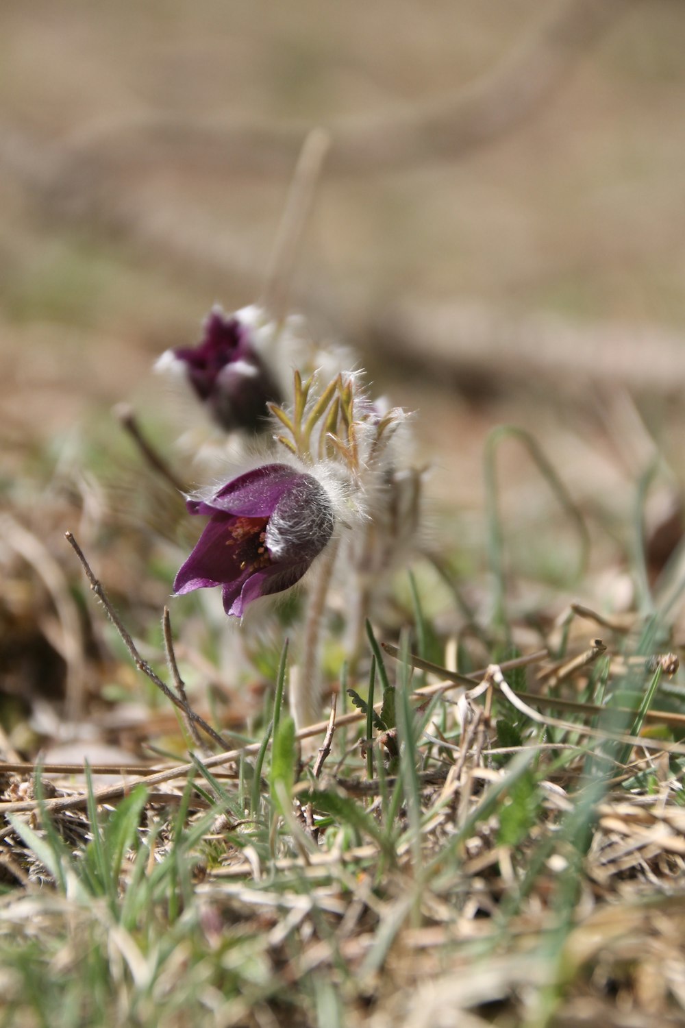 a close up of a flower in the grass