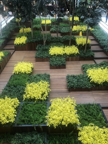 A modern interior garden with a series of raised wooden platforms holding neatly arranged plants in rectangular plots. The green foliage is interspersed with vibrant yellow flowers, creating a striking visual contrast. A few tall trees are also planted among the platforms, adding vertical interest to the garden area. The setting is indoors, possibly in a commercial space, as indicated by the presence of people in the background.