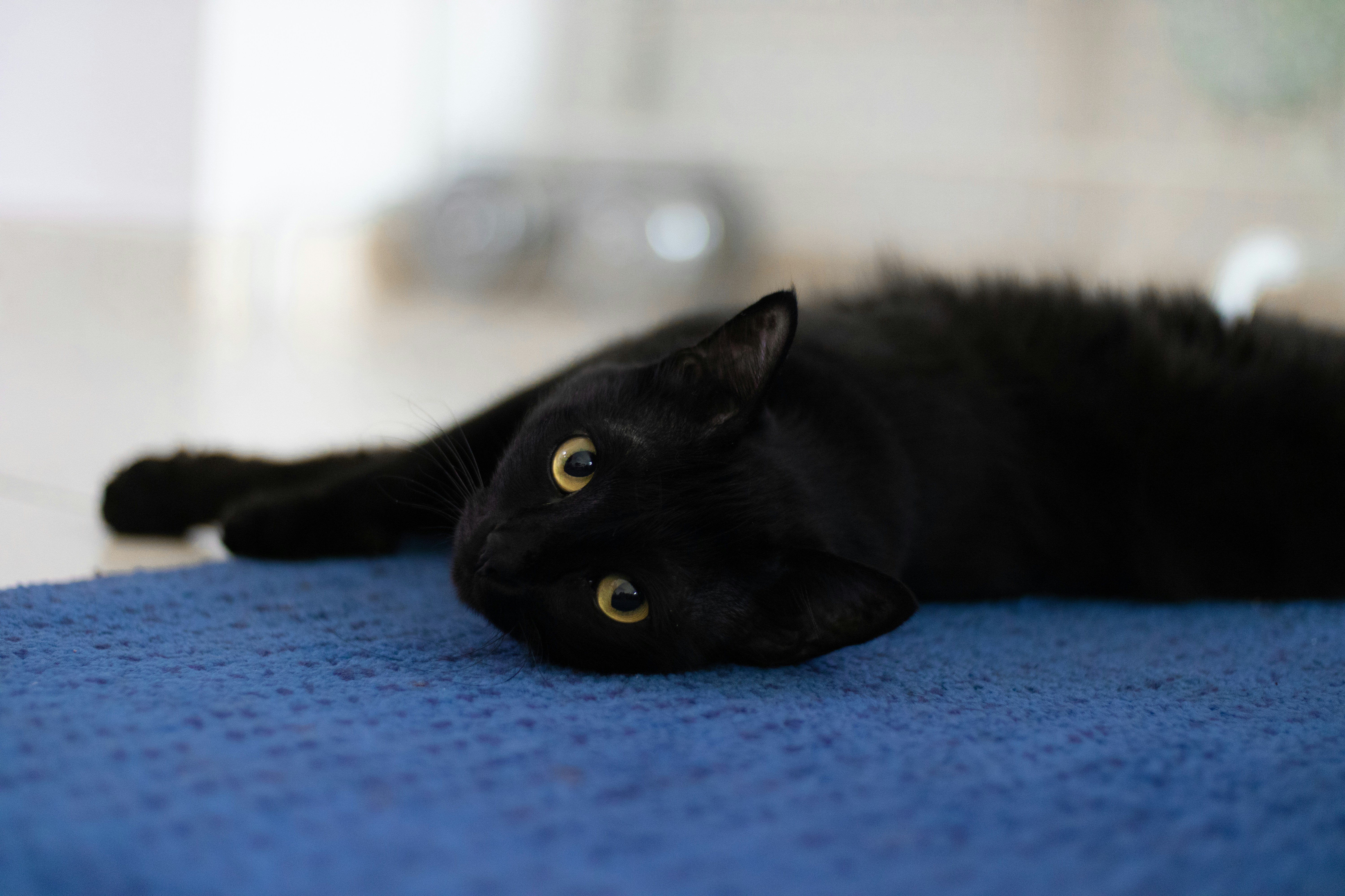 a black cat laying on top of a blue towel