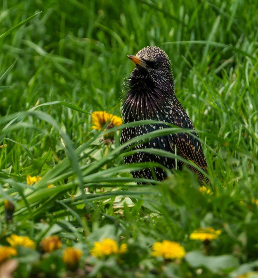 a black bird is sitting in the grass