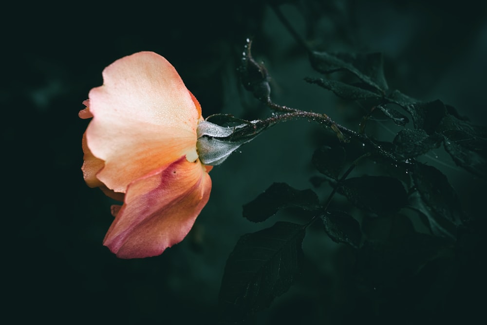 a pink flower with green leaves on a black background