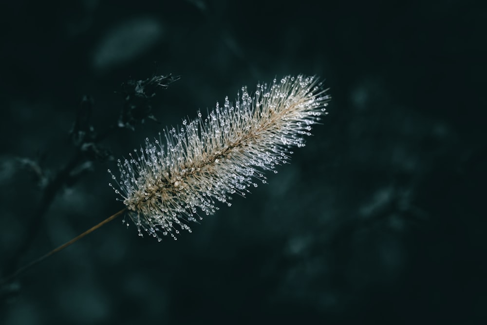 a close up of a white flower on a black background