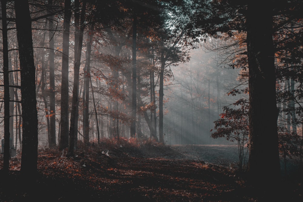 a forest filled with lots of trees covered in fog